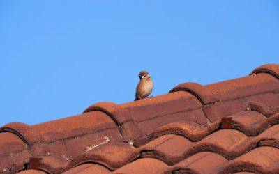 How To Deter Animals And Birds From Your Roof