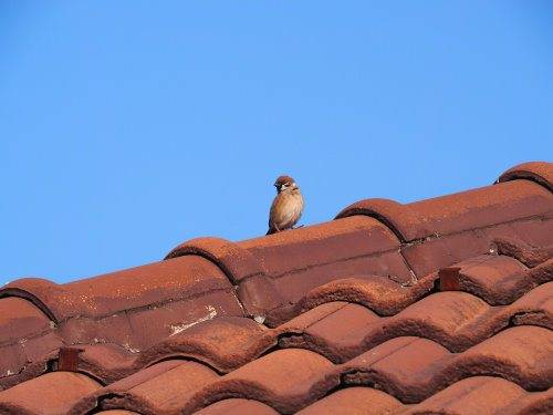 Roof repair