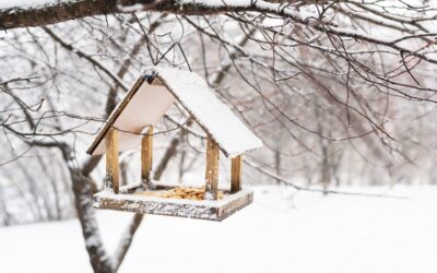 Winter Roof Care for Raleigh Homeowners: Essential Protection Strategies for North Carolina’s Unpredictable Season